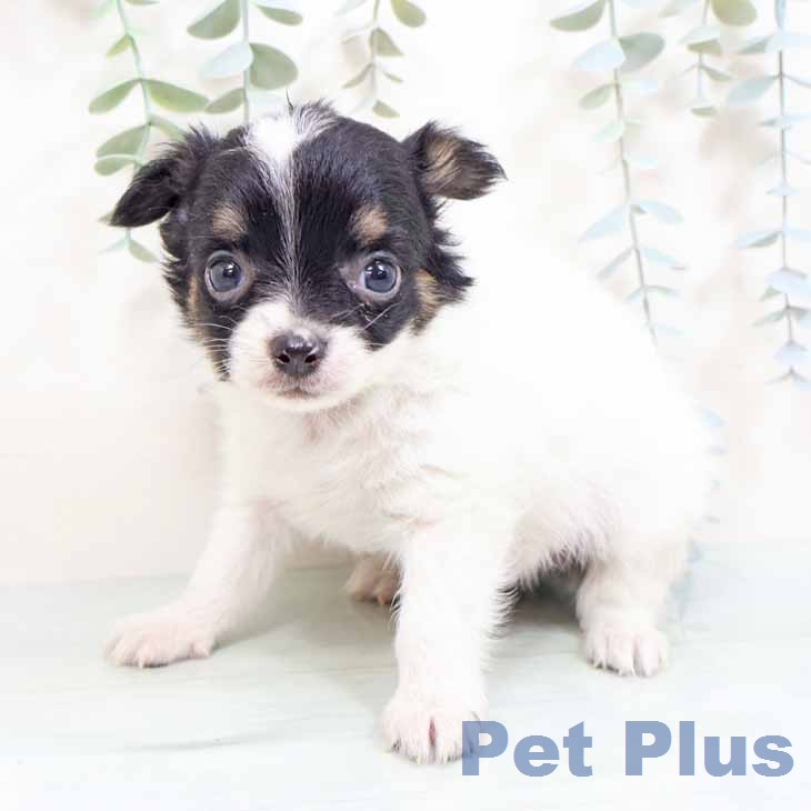 兵庫県のチワワ(ロング) (ペットプラス 明石店/2026年2月4日生まれ/男の子/ブラックタンホワイト)の子犬の1枚目の画像