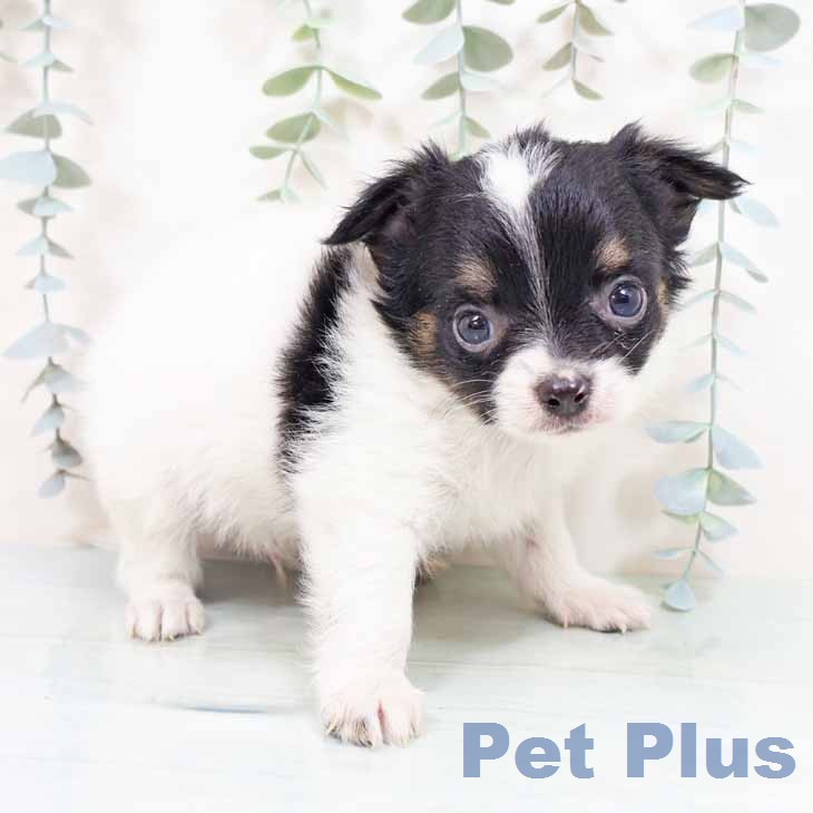 兵庫県のチワワ(ロング) (ペットプラス 明石店/2026年2月4日生まれ/男の子/ブラックタンホワイト)の子犬の2枚目の画像