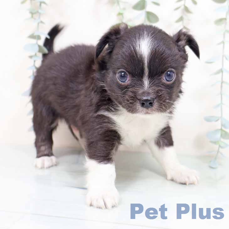 大阪府のチワワ(ロング) (ペットプラス 堺鉄砲町店/2026年2月5日生まれ/男の子/ブラックタンホワイト)の子犬の1枚目の画像