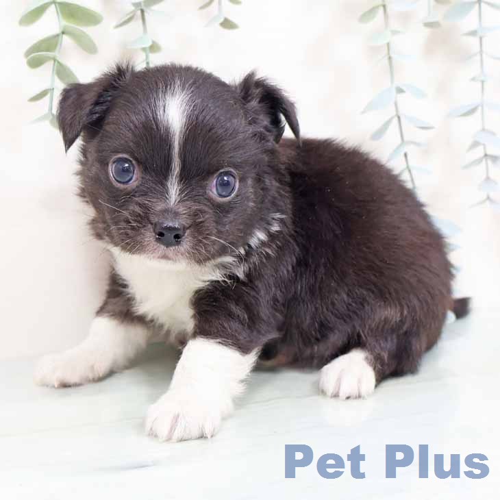 大阪府のチワワ(ロング) (ペットプラス 堺鉄砲町店/2026年2月5日生まれ/男の子/ブラックタンホワイト)の子犬の2枚目の画像