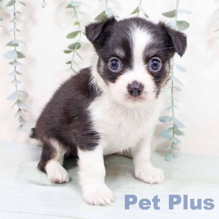大阪府のチワワ(ロング) (ペットプラス 堺北花田店/2026年2月5日生まれ/女の子/ブラックタンホワイト)の子犬の2枚目の画像