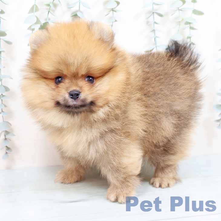 新潟県のポメラニアン (ペットプラス 新潟南店/2026年1月30日生まれ/男の子/オレンジセーブル)の子犬の1枚目の画像