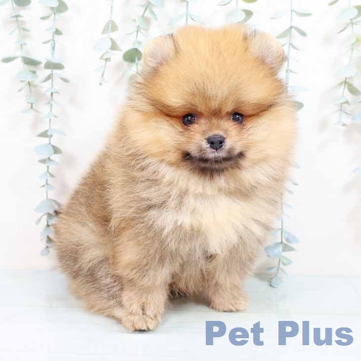 新潟県のポメラニアン (ペットプラス 新潟南店/2026年1月30日生まれ/男の子/オレンジセーブル)の子犬の2枚目の画像