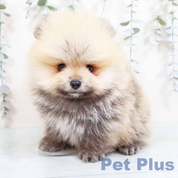 ポメラニアンの写真2