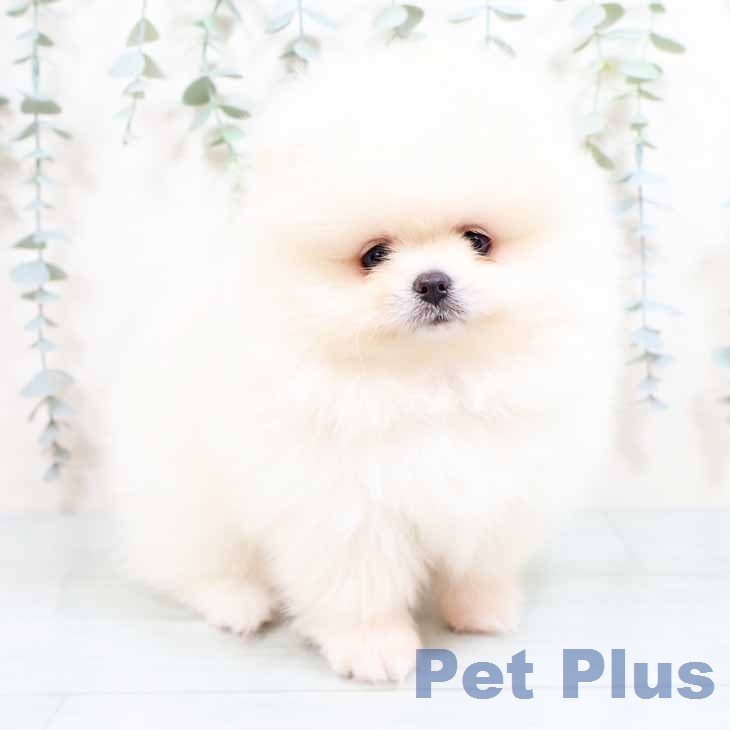 大阪府のポメラニアン (ペットプラス ららぽーと和泉店/2026年2月4日生まれ/女の子/ホワイト)の子犬