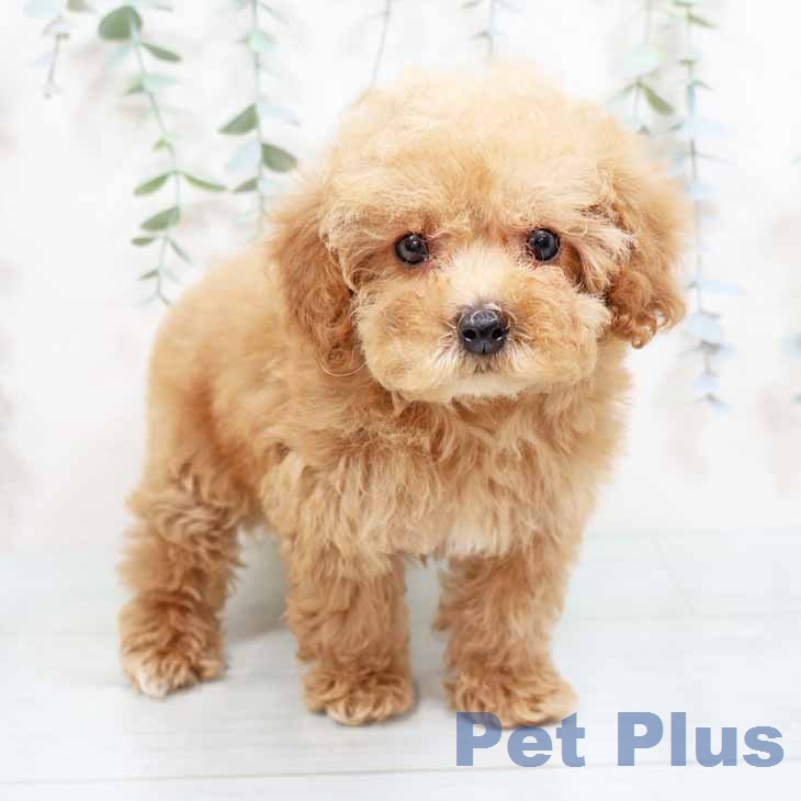 大阪府のトイプードル(トイ) (ペットプラス イオン大日店/2026年1月29日生まれ/女の子/アプリコット)の子犬