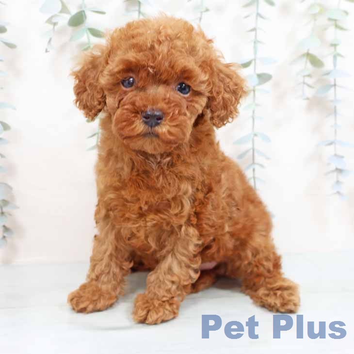 兵庫県のトイプードル(トイ) (ペットプラス 明石店/2026年1月28日生まれ/女の子/レッド)の子犬の1枚目の画像