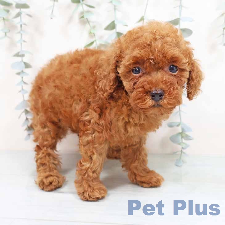 兵庫県のトイプードル(トイ) (ペットプラス 明石店/2026年1月28日生まれ/女の子/レッド)の子犬の2枚目の画像