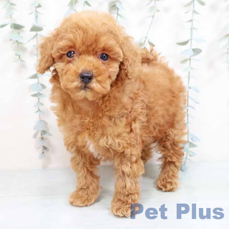 京都府のトイプードル(トイ) (ペットプラス 京都桂川店/2026年1月28日生まれ/女の子/レッド)の子犬の2枚目の画像