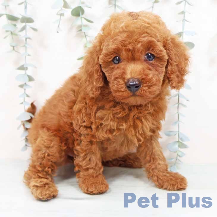 トイ・プードル