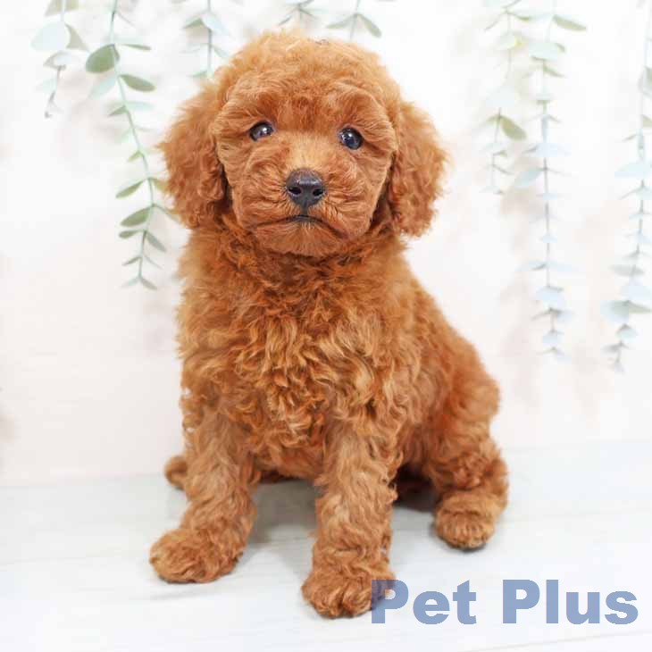 トイ・プードル