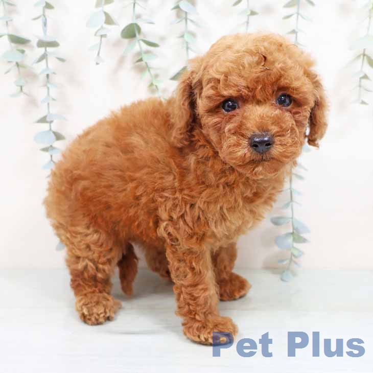 大阪府のトイプードル(トイ) (ペットプラス 鶴見店/2026年1月28日生まれ/女の子/レッド)の子犬