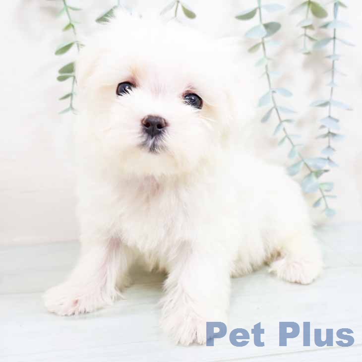 マルチーズの写真2