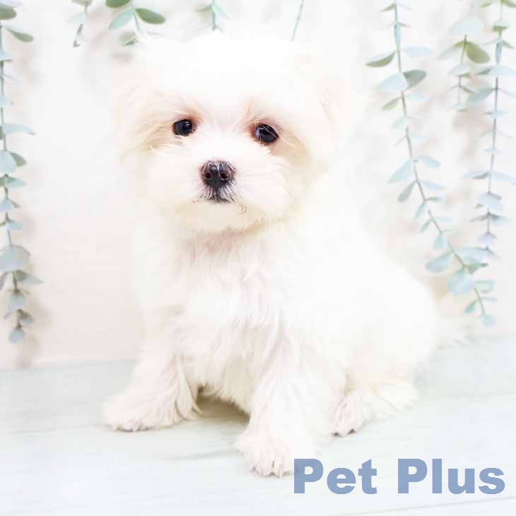 マルチーズの写真2