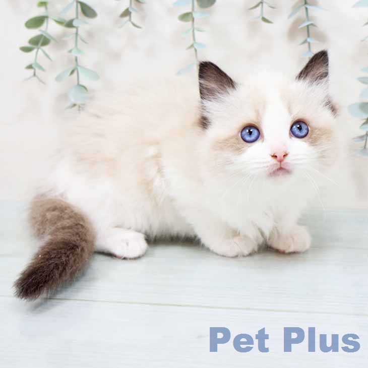 ラグドールの写真2