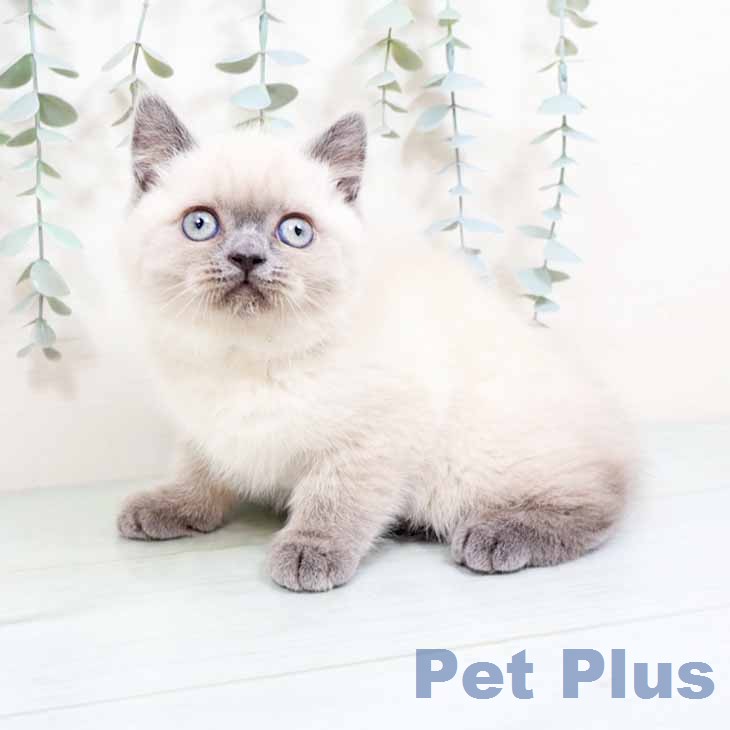 京都府のブリティッシュショートヘアー (ペットプラス 京都桂川店/2026年1月31日生まれ/女の子/ブルーポイント)の子猫の1枚目の画像