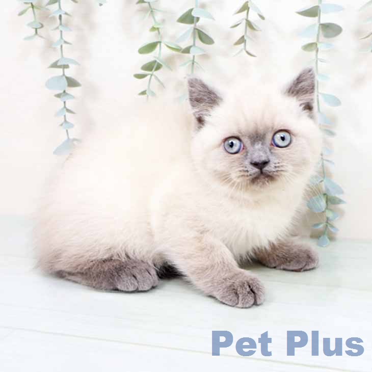 京都府のブリティッシュショートヘアー (ペットプラス 京都桂川店/2026年1月31日生まれ/女の子/ブルーポイント)の子猫の2枚目の画像