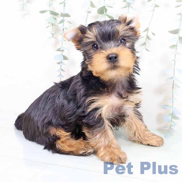 ヨークシャー・テリア