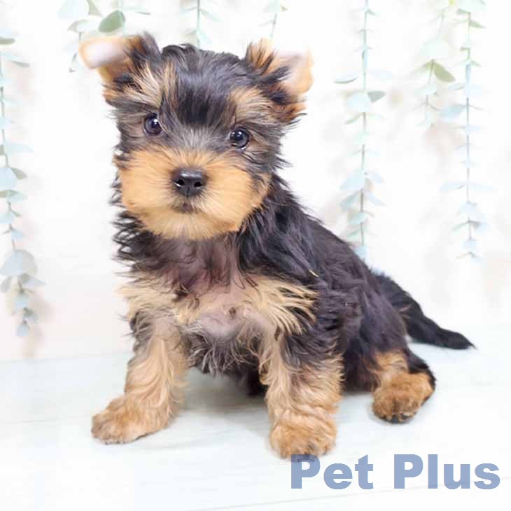 ヨークシャー・テリアの写真2