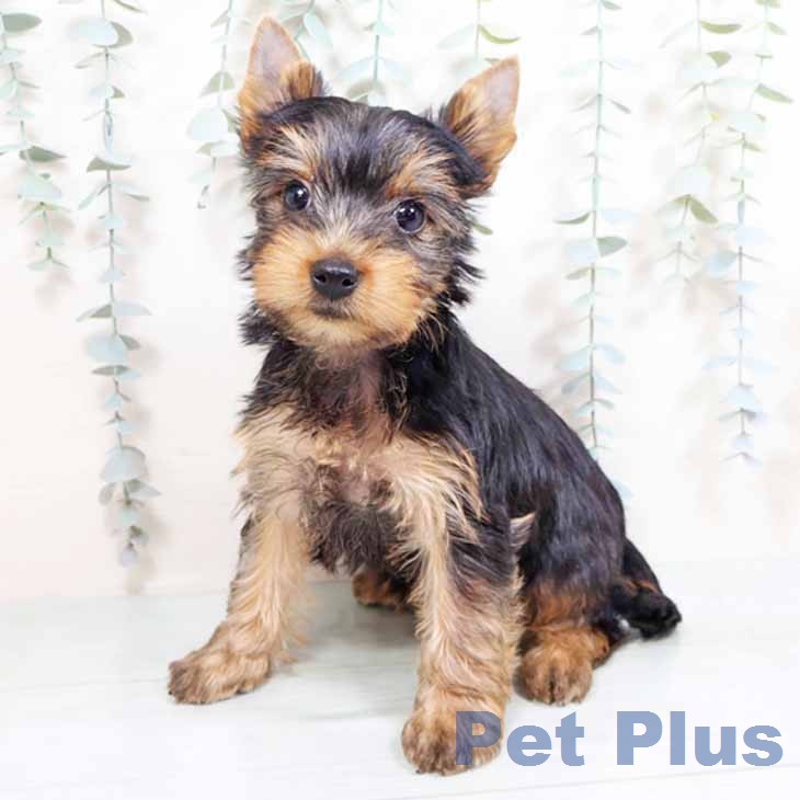 ヨークシャー・テリア