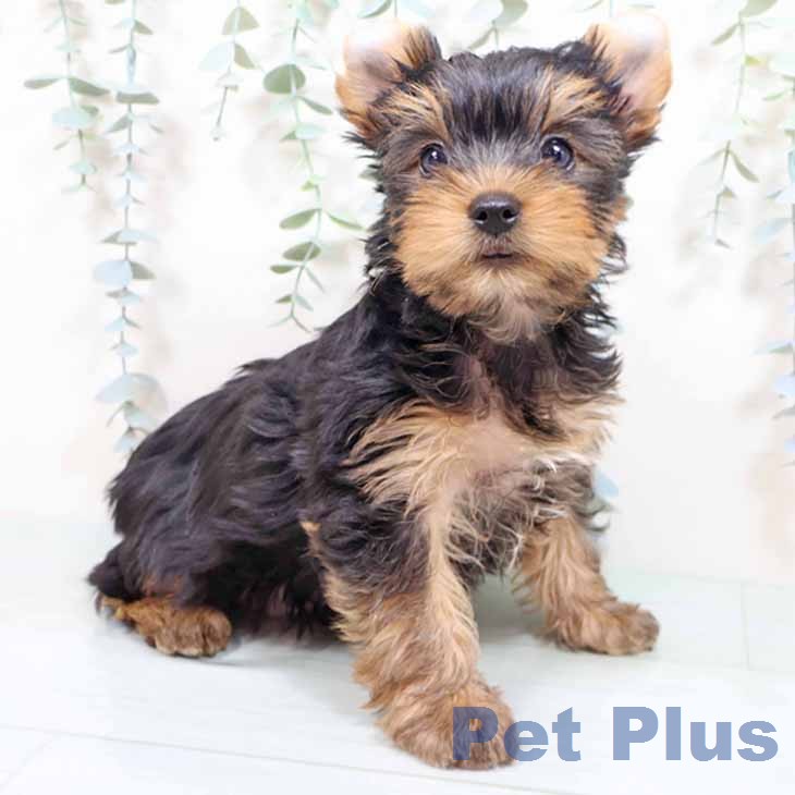 神奈川県のヨークシャーテリア (ペットプラス 天王町店/2026年2月6日生まれ/男の子/スチールブルータン)の子犬の1枚目の画像