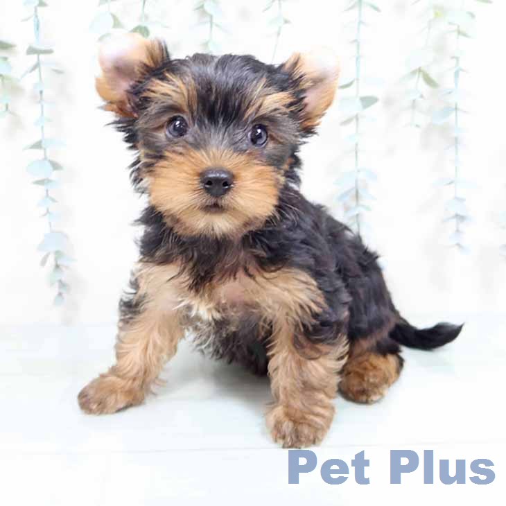 神奈川県のヨークシャーテリア (ペットプラス 天王町店/2026年2月6日生まれ/男の子/スチールブルータン)の子犬の2枚目の画像
