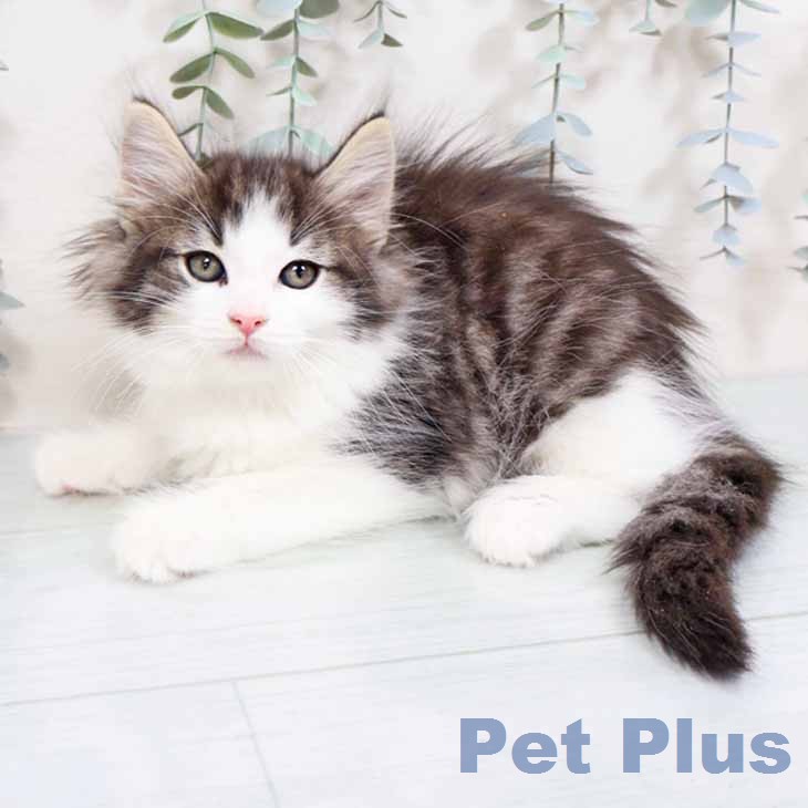 ノルウェージャンフォレストキャット