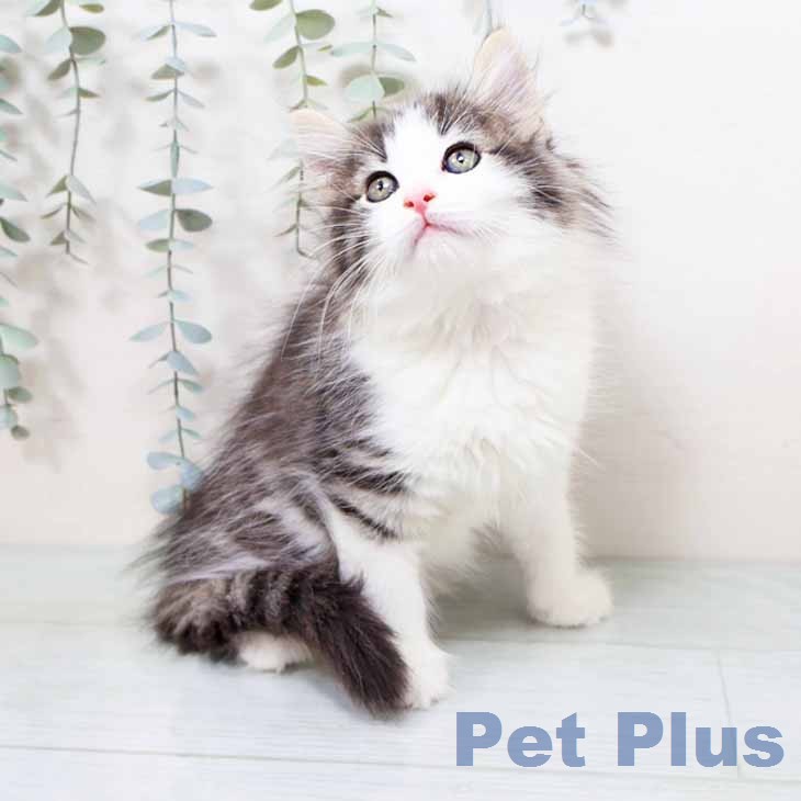 ノルウェージャンフォレストキャットの写真2