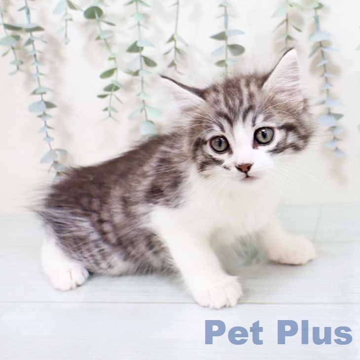 ノルウェージャンフォレストキャット