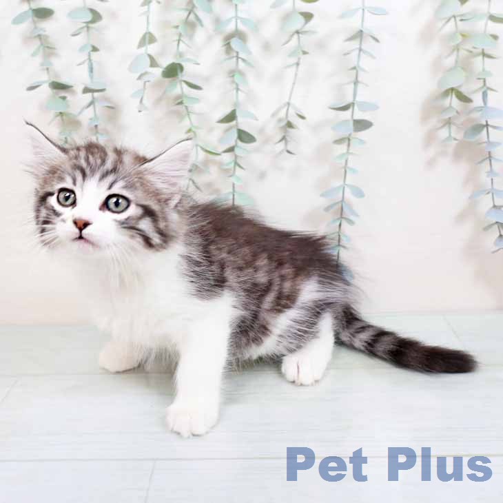 ノルウェージャンフォレストキャットの写真2