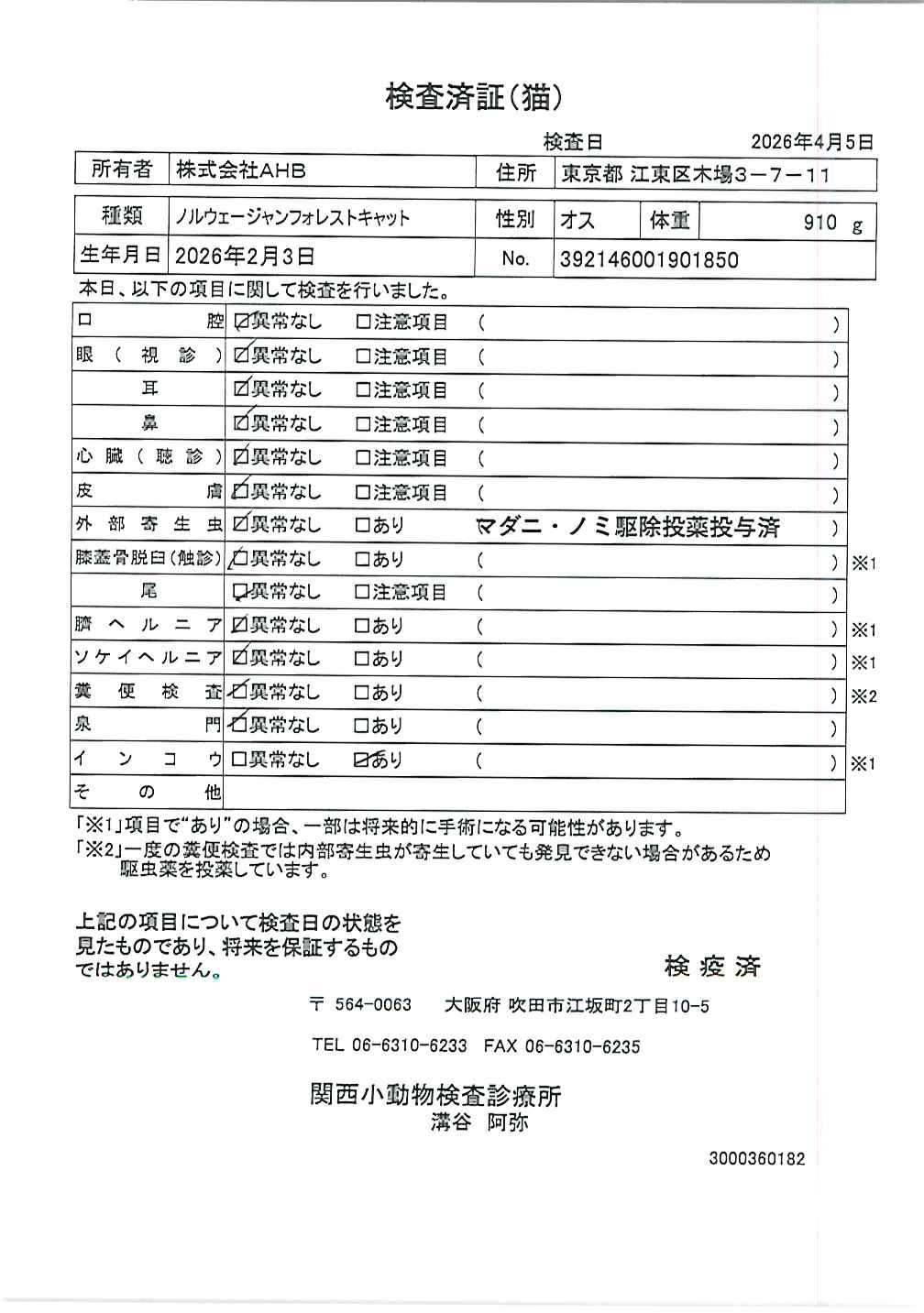 ノルウェージャンフォレストキャット
