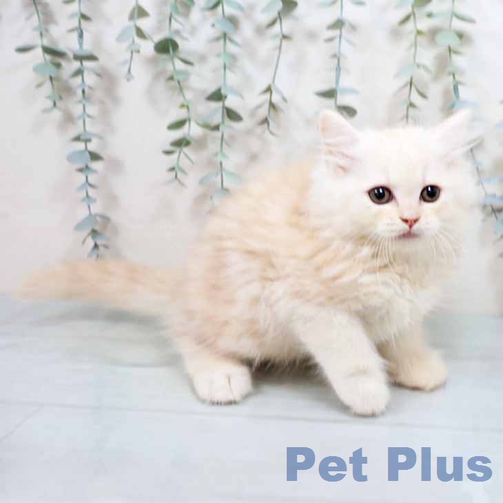 ラガマフィンの写真2