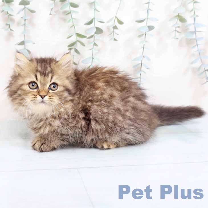 ラガマフィンの写真2