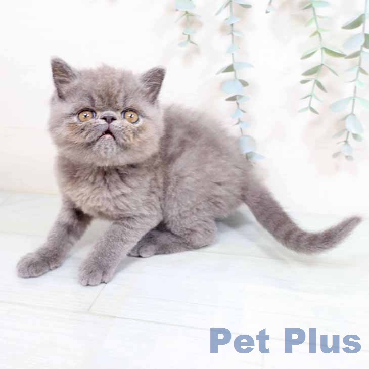 大阪府のエキゾチック (ペットプラス 四條畷店/2026年1月21日生まれ/男の子/ブルー)の子猫の1枚目の画像