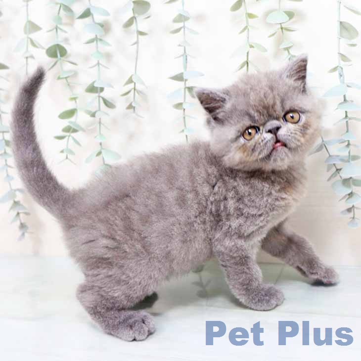 大阪府のエキゾチック (ペットプラス 四條畷店/2026年1月21日生まれ/男の子/ブルー)の子猫の2枚目の画像