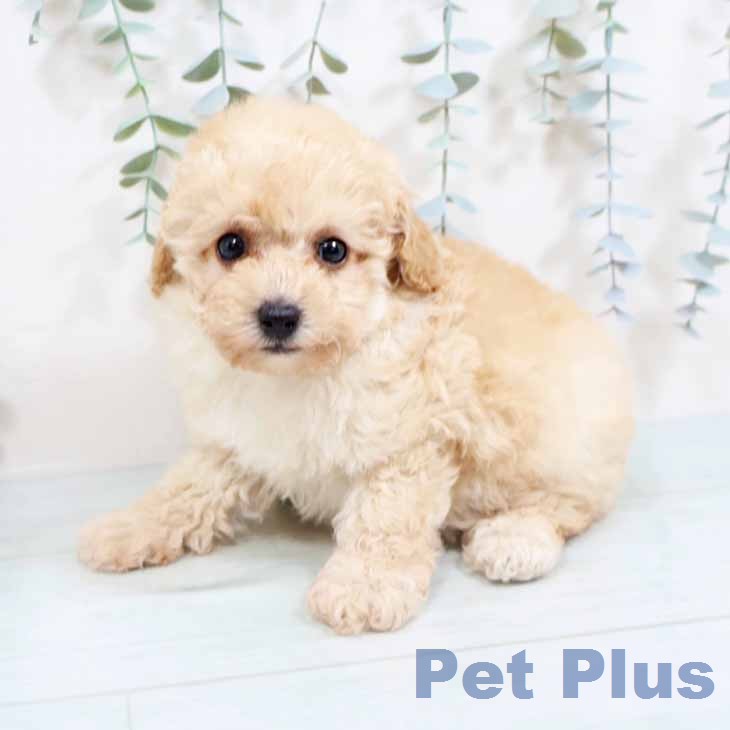 愛知県のトイプードル(トイ) (ペットプラス ナゴヤドーム前店/2026年2月1日生まれ/女の子/ペールフォーン)の子犬の1枚目の画像