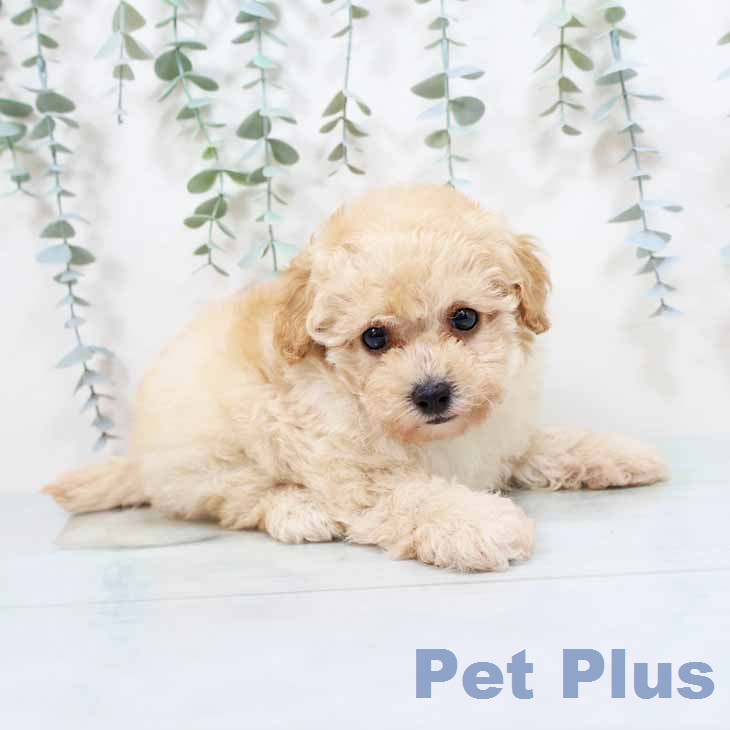 愛知県のトイプードル(トイ) (ペットプラス ナゴヤドーム前店/2026年2月1日生まれ/女の子/ペールフォーン)の子犬の2枚目の画像
