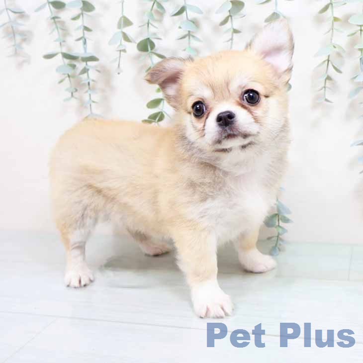 埼玉県のチワワ(ロング) (ペットプラス ピオニウォーク東松山店/2026年2月6日生まれ/女の子/レッドホワイト)の子犬の1枚目の画像