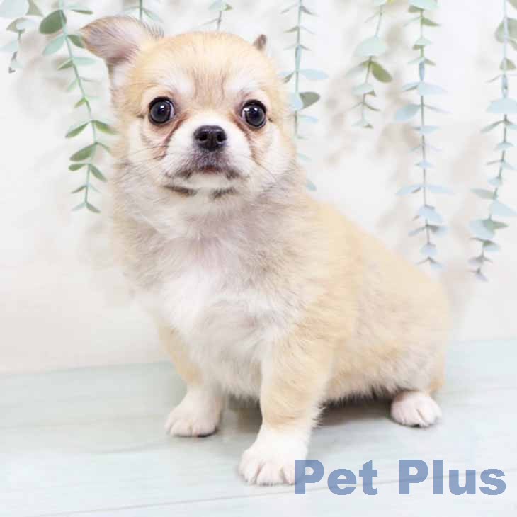 埼玉県のチワワ(ロング) (ペットプラス ピオニウォーク東松山店/2026年2月6日生まれ/女の子/レッドホワイト)の子犬の2枚目の画像