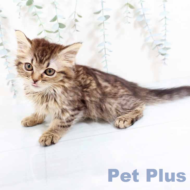 大阪府のマンチカン (ペットプラス 堺北花田店/2025年12月13日生まれ/女の子/ブラウンタビー)の子猫の1枚目の画像