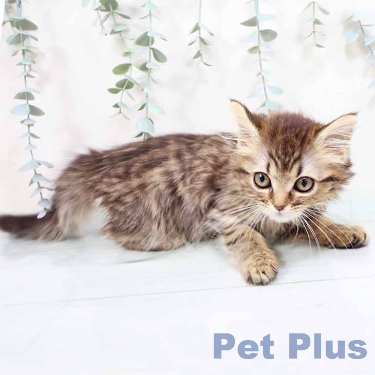 大阪府のマンチカン (ペットプラス 堺北花田店/2025年12月13日生まれ/女の子/ブラウンタビー)の子猫の2枚目の画像