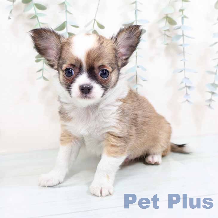 大阪府のチワワ(ロング) (ペットプラス 四條畷店/2026年1月28日生まれ/男の子/フォーンホワイト)の子犬の1枚目の画像
