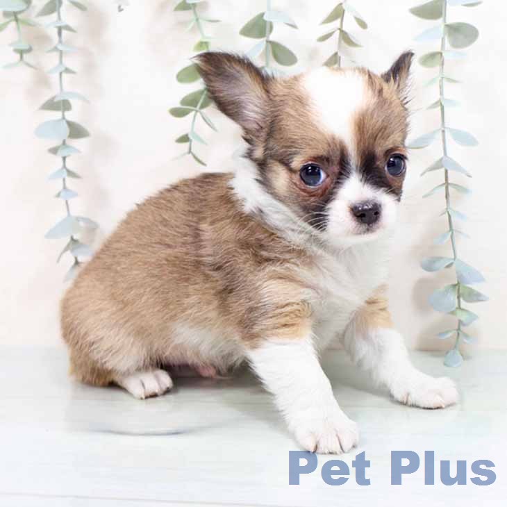 大阪府のチワワ(ロング) (ペットプラス 四條畷店/2026年1月28日生まれ/男の子/フォーンホワイト)の子犬の2枚目の画像