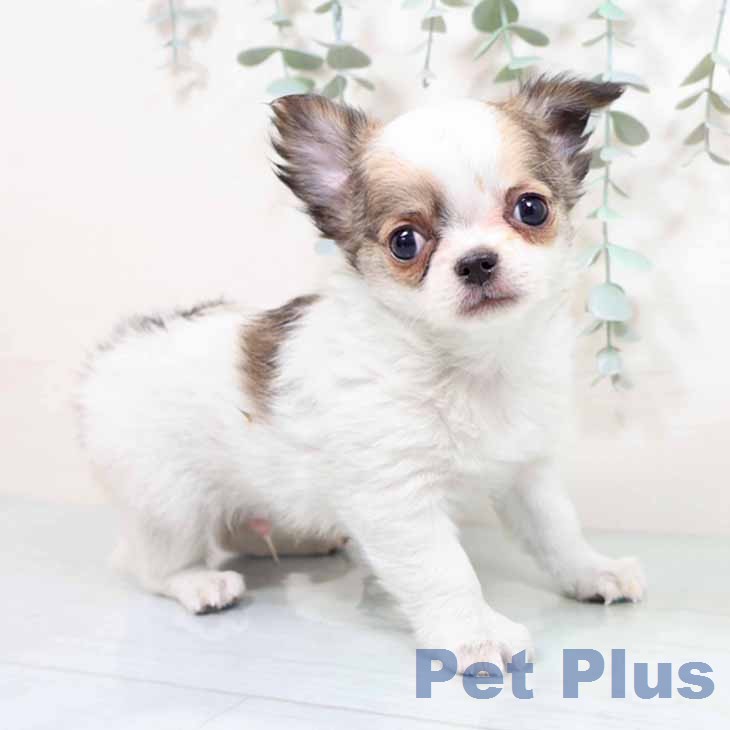 新潟県のチワワ(ロング) (ペットプラス 新潟南店/2026年1月28日生まれ/男の子/フォーンホワイト)の子犬の1枚目の画像