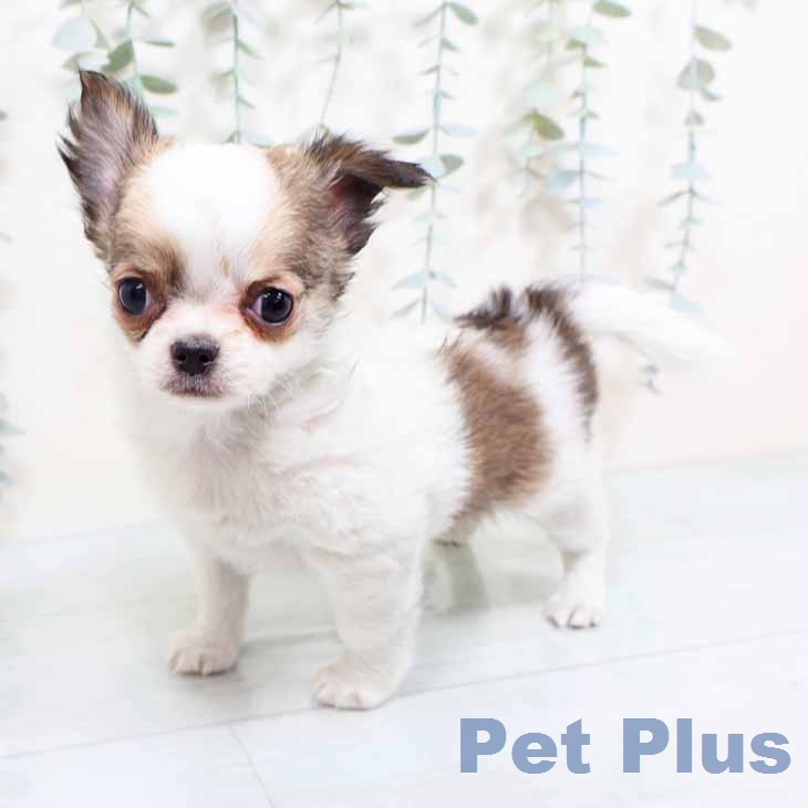 新潟県のチワワ(ロング) (ペットプラス 新潟南店/2026年1月28日生まれ/男の子/フォーンホワイト)の子犬の2枚目の画像