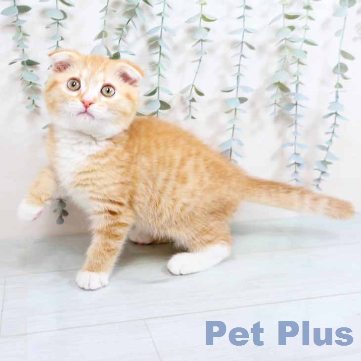 スコティッシュフォールド