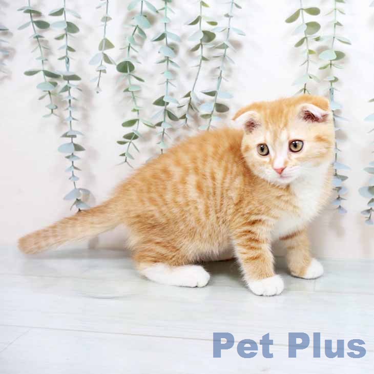 スコティッシュフォールド