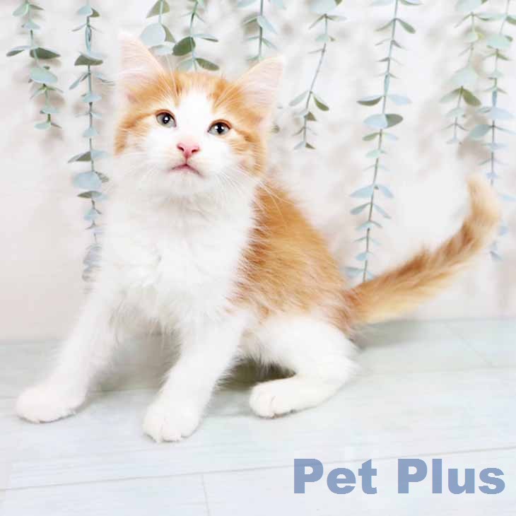 ノルウェージャンフォレストキャットの写真2