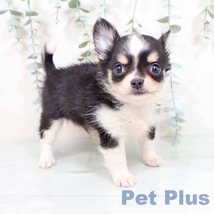 東京都のチワワ(ロング) (ペッツワン 南砂町SUNAMO店/2026年2月5日生まれ/女の子/ブラックタンホワイト)の子犬の1枚目の画像