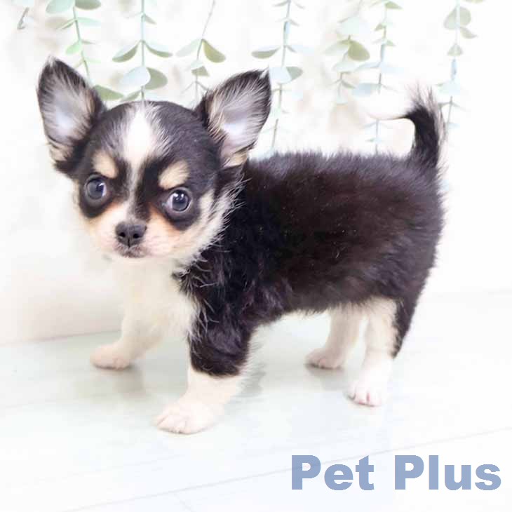東京都のチワワ(ロング) (ペッツワン 南砂町SUNAMO店/2026年2月5日生まれ/女の子/ブラックタンホワイト)の子犬の2枚目の画像